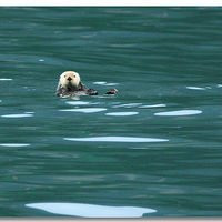 ����˹�ӡ���̡