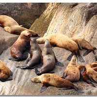 ����˹�ӡ���ʨ