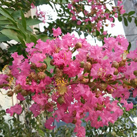 �ҵ���ޱ��