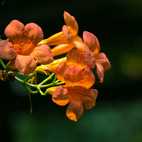 ���ſڵ�������