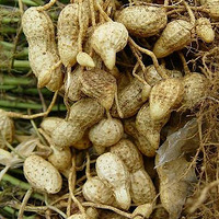 ������ɽ�����Ǹ�����������