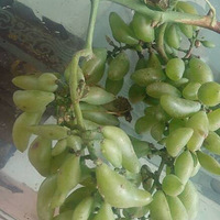 Ȧ���гԹ����Ʒ�����ѵ���