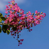 �����챳���µ���ޱ��