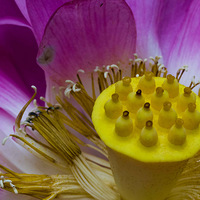 ��������ĺ�����