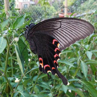 ��̨����������