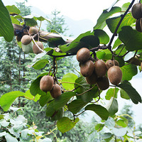 ��ɽ����⨺���������