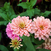 �����Ļ���Ҷ