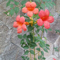 Ư����������