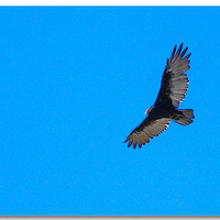 ӥ������