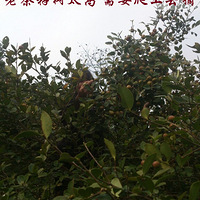 ������ũ����ե����ɽ����