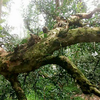 ���� ζ����