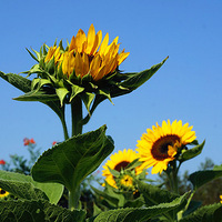 ���� �� ����