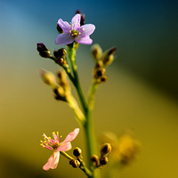 ������СҰ��