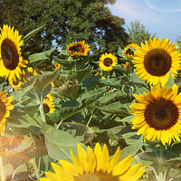 ���� �� ���飨��Ƭ��