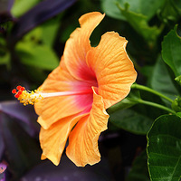 ǳ�� �� ��Ҷ