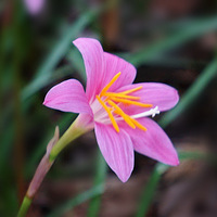 ������Ĵ���