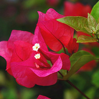 ����̺������÷