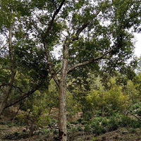 ��������ɽ��Ĺ��ӣ�����Ȼ�л������Դ���