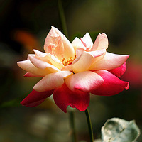 �� �� �¼�