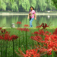 ���ҳ�ʢ���˰���