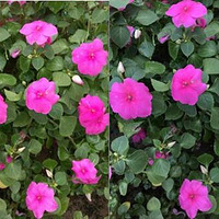 �ֻ��������Ŵ��ƴ�����ۿ��꾪����