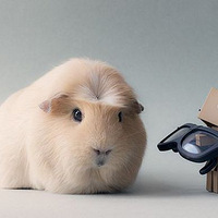 ��ĸ�һ������ȳ�