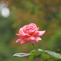 �������ķ羰