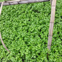 �л��߲˽�����Ӫ��