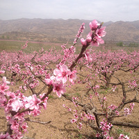 ��ɫ�续��������