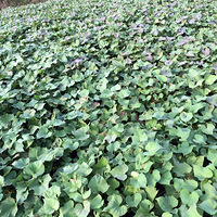 ũ�����ֺ�����������������