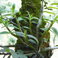 ��Ƥʯ����ô�� �����ɲݣ���ζ����