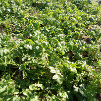 ��͵���ܲ�