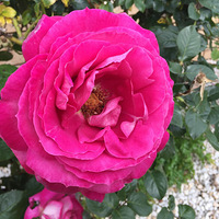 ˫ʮһ���ְ���