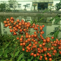 �ֻ�����---С���