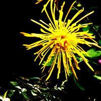 �ջ�����