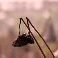 ����а��������Է��