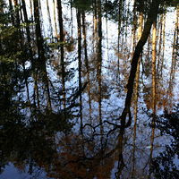 �������ζ