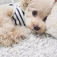 ���������ë���������У�̩�Ͼ�Ȼû�ϰ�!