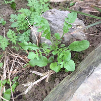 ũ���Ұ�ˣ�Ұ����