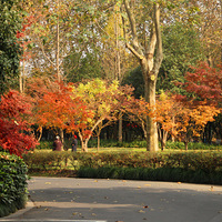 ��Ҷ��  ���ӻ�