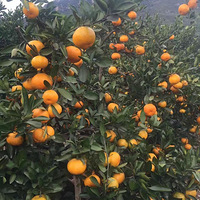 ������ӿȪ���٣���ϲ����