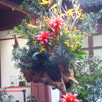 ���Ҵ�С��Ů����Ҳ������