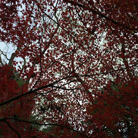 ����Ҳ�п�����