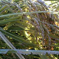 ���ף��Ժ��ף��ҳԺ��ף��峣���ף�