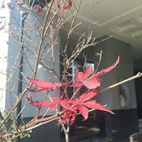 С����ɹ̫��