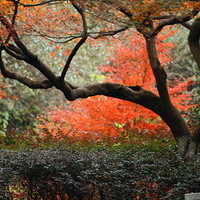 ӿ������