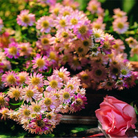 ������������ ���㿴��30��Ļ���ѧУ��������