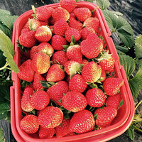 ��ĩû��ȥ����ũ���߲˻���ժ��ݮ���񼦵���ժ�߲�