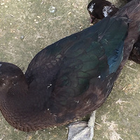 �������ر�Ŷ