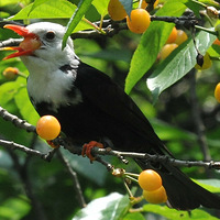 ��Ϫʪ�ع�԰